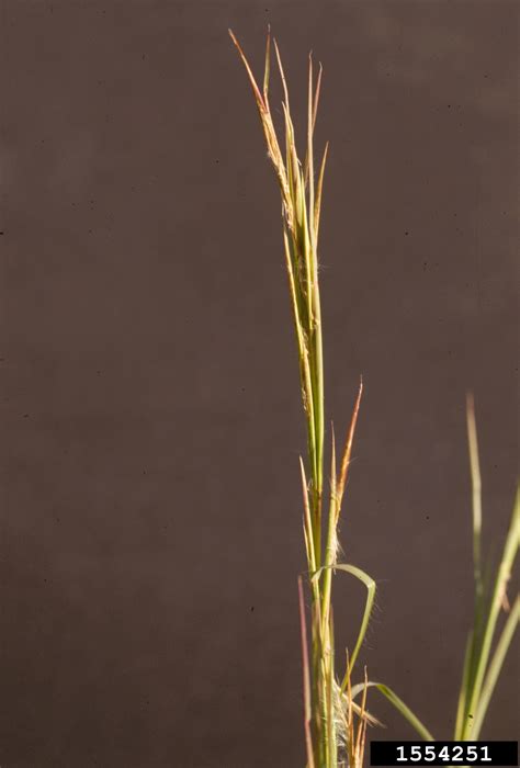 Broomsedge Bluestem Andropogon Virginicus