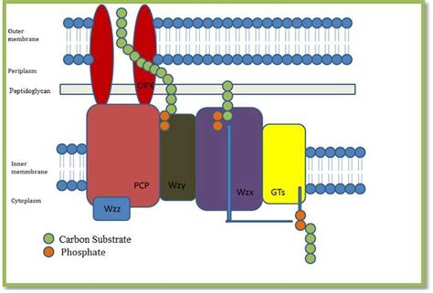 Wzy Dependent Pathway Modified From Schmid Et Al 2015 ABC