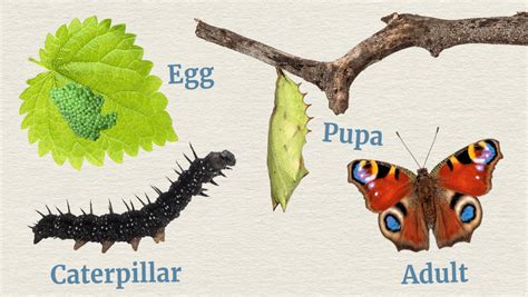 Caterpillar To Butterfly