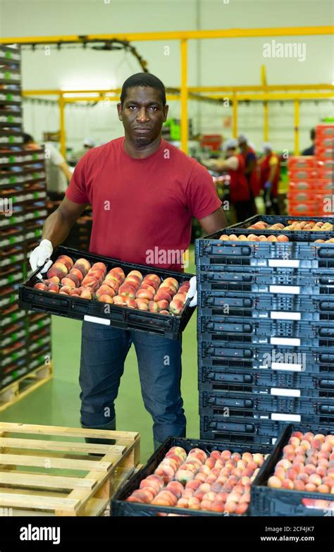 Male worker standing near boxes of fresh ripe peaches in fruit sorting factory Stock Photo - Alamy