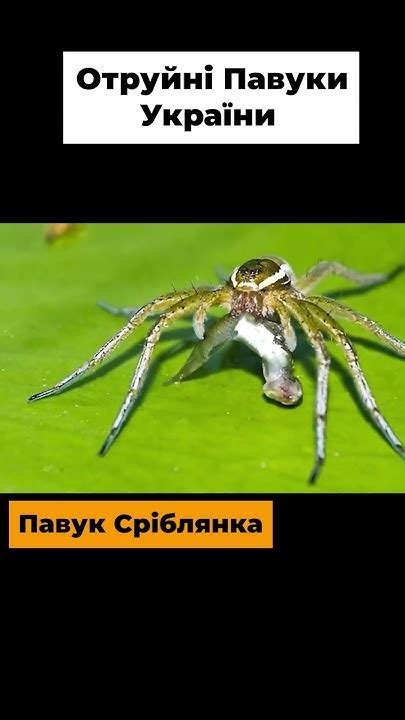 😲 Підводний Павук - YouTube