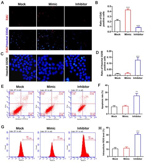 Mir Promotes The Proliferation And Differentiation Of Bone