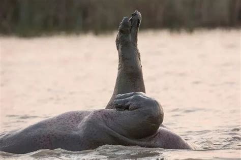 Dancing Hippopotamus Makes A Dainty Splash With Display Of Synchronised