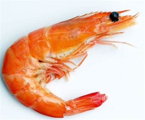 Health Benefits of Shrimp | Organic Facts