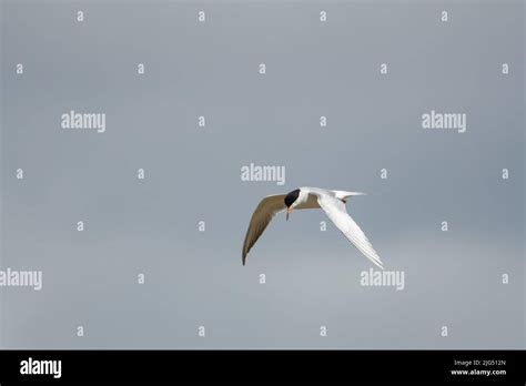 A Black And White Forster S Tern Sterna Forsteri Soaring In The Gray