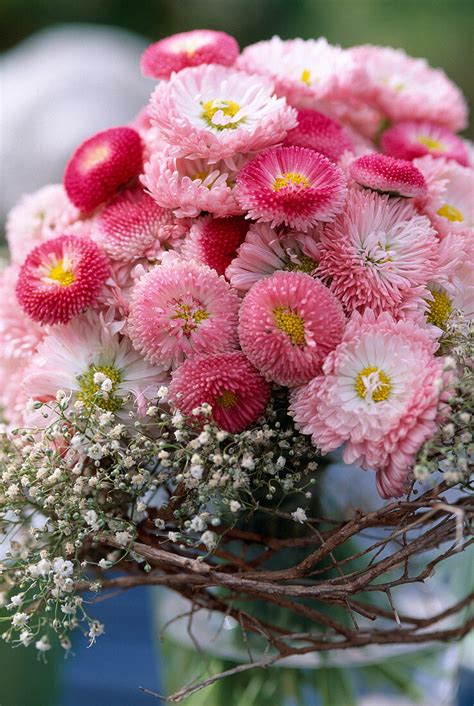 Bellis G Nsebl Mchen Gypsophila Bild Kaufen