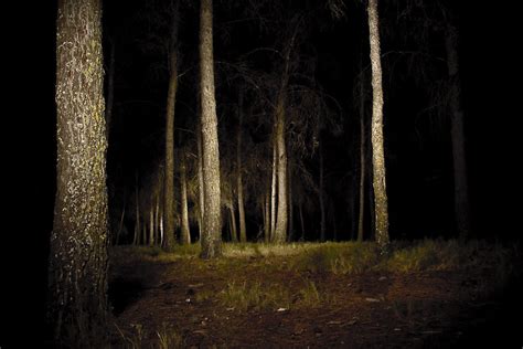 Bosque de noche - a photo on Flickriver