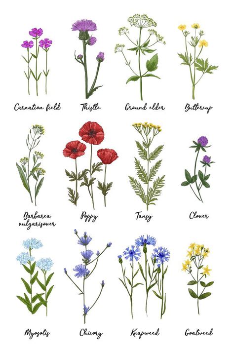 Wild Herbs. Wildflowers in Summer. Vector Color Flowers Clipart - Etsy ...