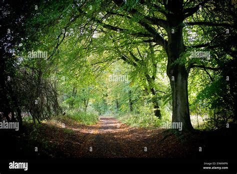 English Forest Trees Hi Res Stock Photography And Images Alamy