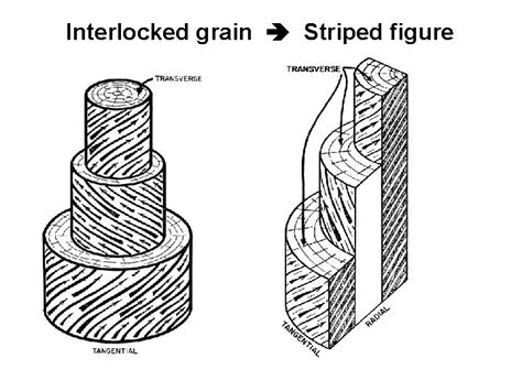 Wood Macroscopic Wood Anatomy Features Figure Grain