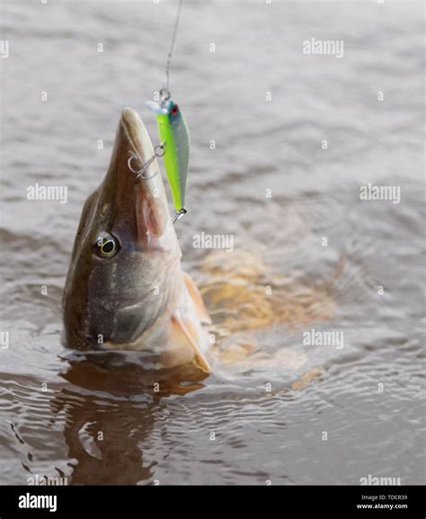 Northern Pike On Hook In Water Stock Photo Alamy