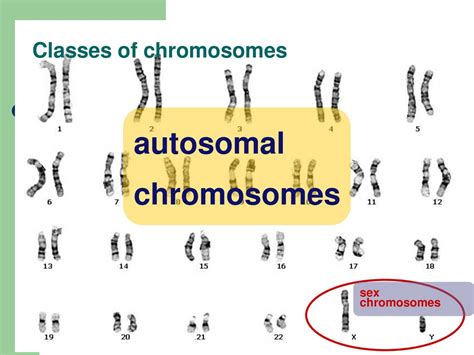 Chapter 15~ The Chromosomal Basis Of Inheritance Ppt Download