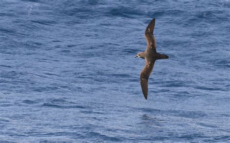 Seabird migration - Tracking ocean wanderers - Seabird Tracking Database