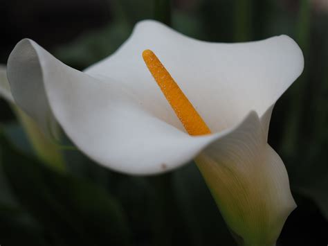 Fotos gratis flor blanco fotografía hoja pétalo verde botánica