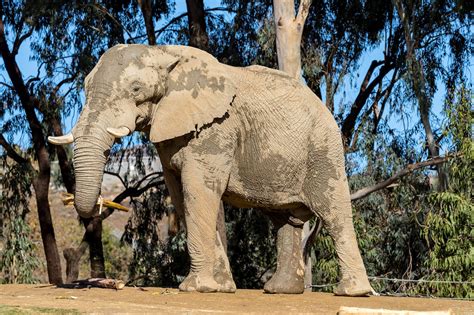 Welcome African Elephant Msholo Zoo Atlanta