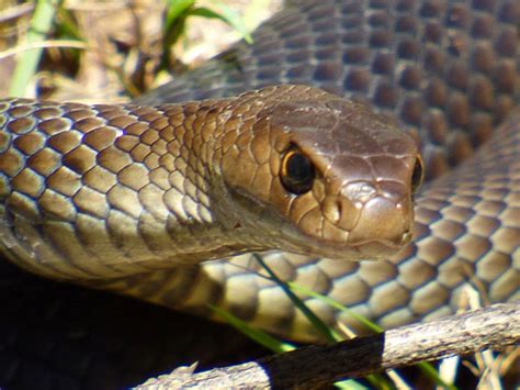 Un serpent particulièrement dangereux a été trouvé dans les toilettes