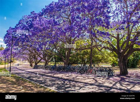 Flowering Jacaranda Trees University Of Queensland Brisbane