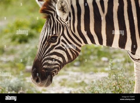 Face Zebra Hi Res Stock Photography And Images Alamy