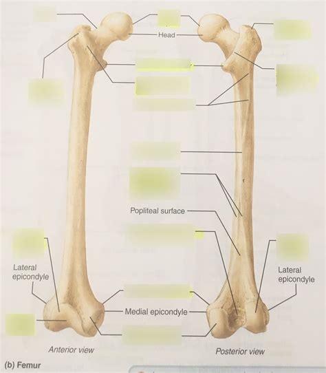 Femur Diagram Quizlet