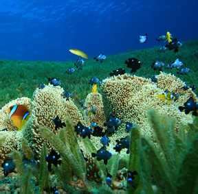 Coral Reef Plants | Coral Reef Information