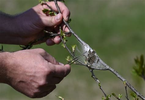 Browntail Moth Caterpillars Which Cause An Itchy Rash Are Starting To Emerge From Nests