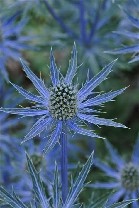 The Garden Plot: Drought tolerant plants that can beat the heat!