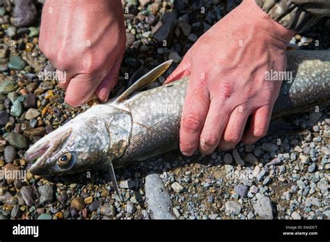 A Man Cleans A Lake Trout Fish Salvelinus Namaycush On Whitefish Lake