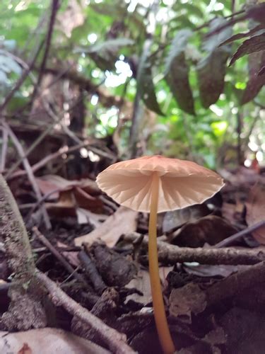 Marasmius Berteroi Gu A De Macrohongos M S Comunes De La Reserva