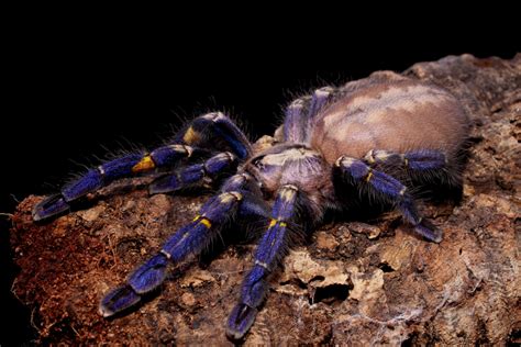 Electric-Blue Peacock Tarantula May Be One of the Most Eye-Catching Endangered Species