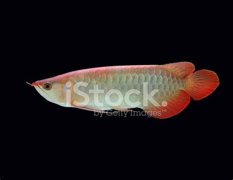 Asian Arowana Fish Stock Photo | Royalty-Free | FreeImages