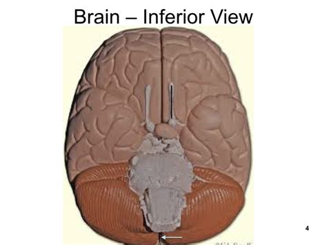 Brain Inferior View Diagram Quizlet