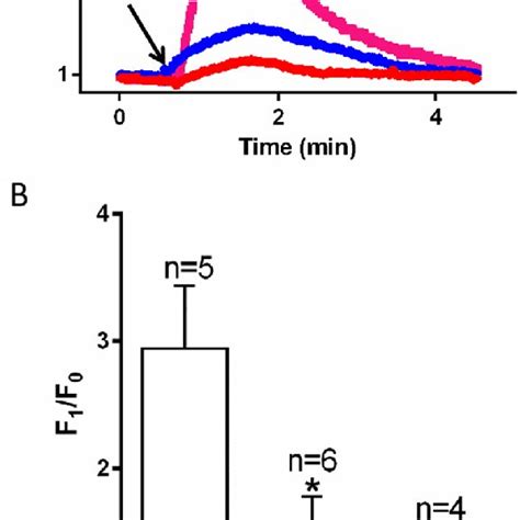 Effect Of TPM3 Or STIM1 Knockdown On Store Operated Ca 2 Entry SOCE