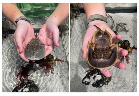 Living Fossils: Horseshoe Crabs! — Tampa Bay Watch Discovery Center