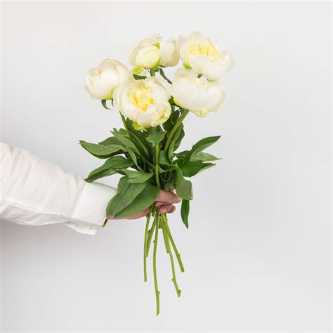 Make Your Own Bouquet - Cream Peonies - Love Peonies