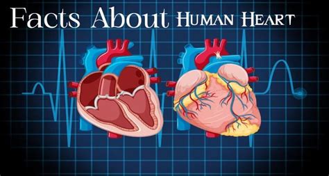 Human Heart Structure Functions And Facts About Heart