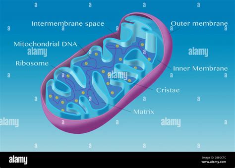 Er E Mitocondri Immagini E Fotos Stock Alamy