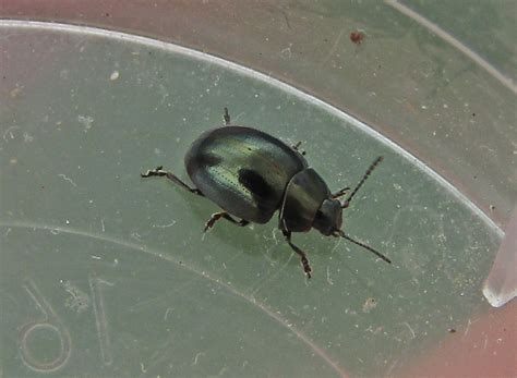 Celery Leaf Beetle Gedling Conservation Trust Nottingham