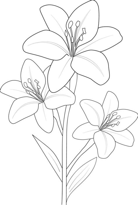 Lily Flower Drawing Vector Sketch Hand Drew Illustration Artistic