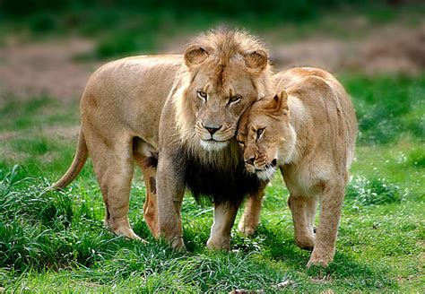 Top 64 Imagen Imagenes De Parejas De Leones Enamorados Abzlocal Mx