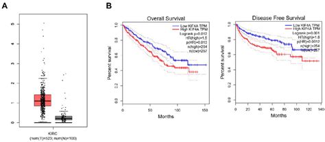 Kif Expression At Mrna Level On Pancreatic Tumor Tissue And Normal