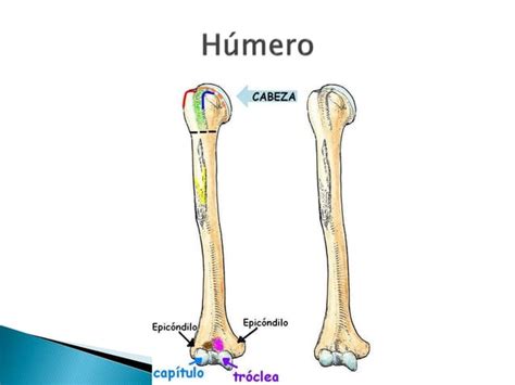 Esqueleto Del Miembro Superior Ppt