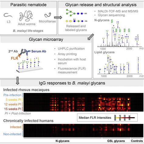 Mass Spectrometric And Glycan Microarraybased Characterization Of The