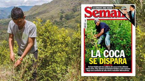 Coca Cultivos Alcanzan La Cifra M S Alta En La Historia De Colombia