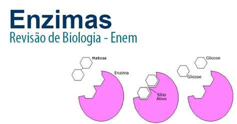 Enzimas Revis O Completa Biologia Enem