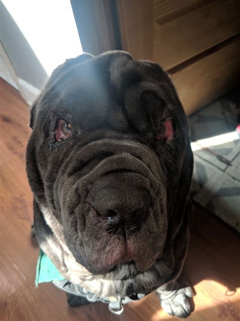 Dogs With Down Syndrome | We Want Science