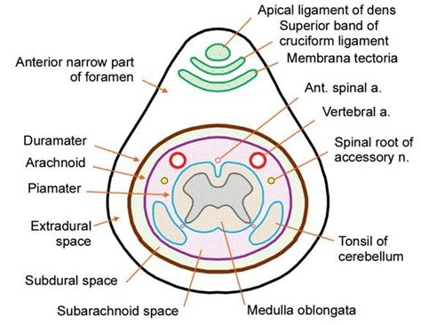 Foramen magnum_02 | Superior band, Anatomy, Pathology