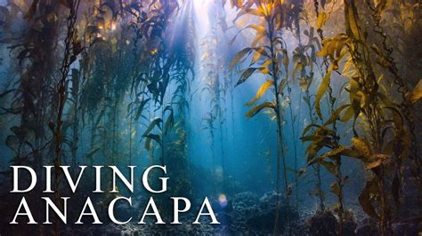 Diving Anacapa Channel Islands Nov 21 Youtube