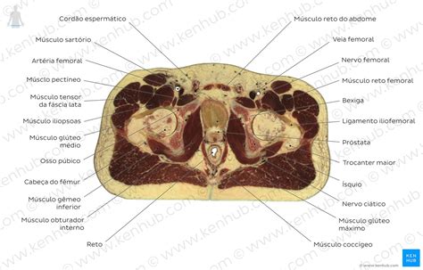 Anatomia Seccional Secções Transversais Do Corpo Humano Kenhub