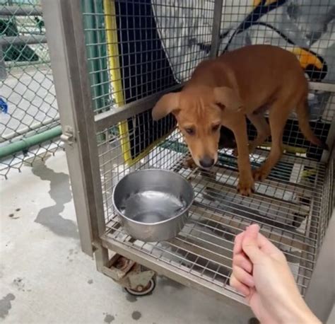 Hera La Cagnolina Che Ha Chiesto Ai Soccorritori Aiuto Per I Suoi Cuccioli