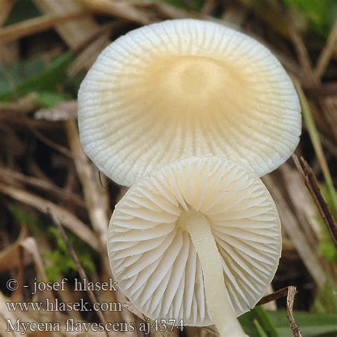 Mycena flavescens Helmovka naĹľloutlĂˇ GrĂĄgul huesvamp Olivgelber